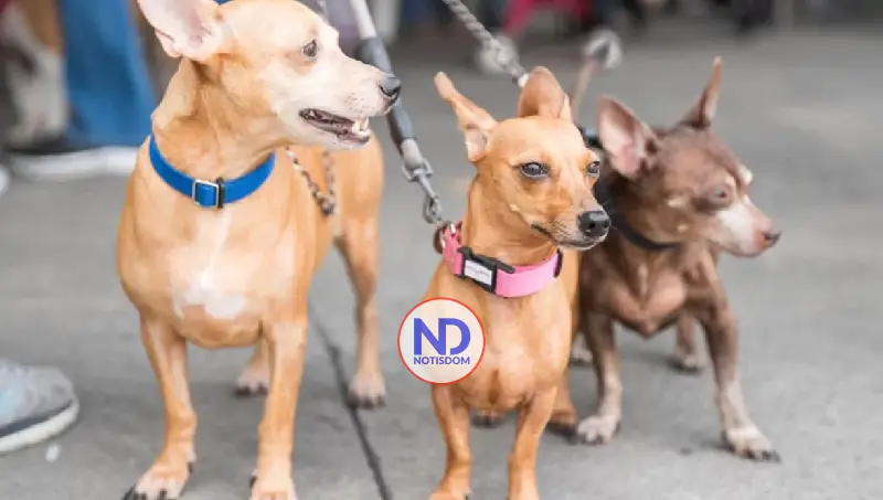 Alcaldía del Distrito Nacional esteriliza 100 perros y gatos durante jornada este fin de semana 2 Alcaldía del Distrito Nacional esteriliza 100 perros y gatos durante jornada este fin de semana