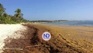 Sargazo playas preocupa RD; una potencia turística caribeña