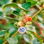 Especialista recomienda consultar al médico antes de consumir ashwagandha por posibles riesgos