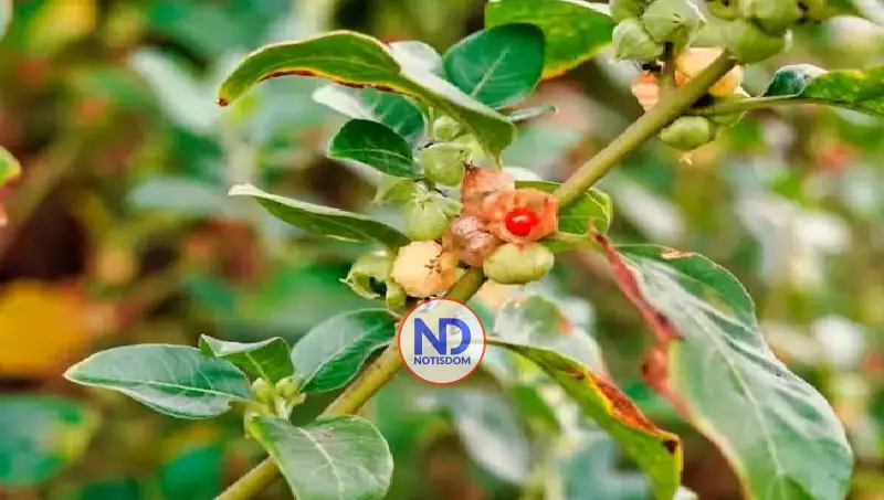 Especialista recomienda consultar al médico antes de consumir ashwagandha por posibles riesgos