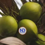 República Dominicana busca crecer en la industria mundial del coco