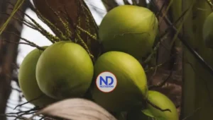 República Dominicana busca crecer en la industria mundial del coco