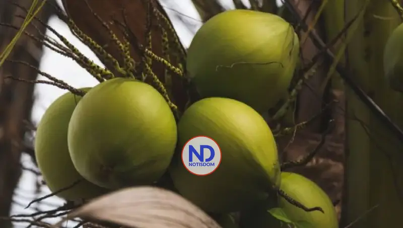 República Dominicana busca crecer en la industria mundial del coco