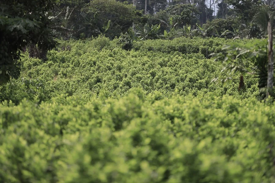EE.UU. apoyará con US$1.000 mm nuevo Gobierno Colombia 3 Cultivo de coca EE.UU. apoyará con US$1.000 mm nuevo Gobierno Colombia