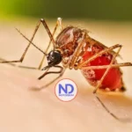 Dengue sube a 213 casos; Salud reporta 11 contagios en 7 días