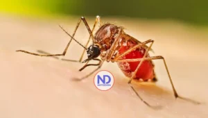 Dengue sube a 213 casos; Salud reporta 11 contagios en 7 días
