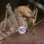 El ambiente y la especie de mosquito determinan la circulación de la malaria