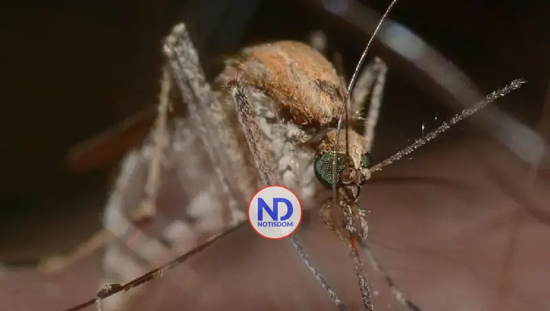El ambiente y la especie de mosquito determinan la circulación de la malaria