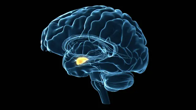 Qué es el "eustrés" y cómo se relaciona con el estrés que conocemos 3 cerebro2 Qué es el "eustrés" y cómo se relaciona con el estrés que conocemos