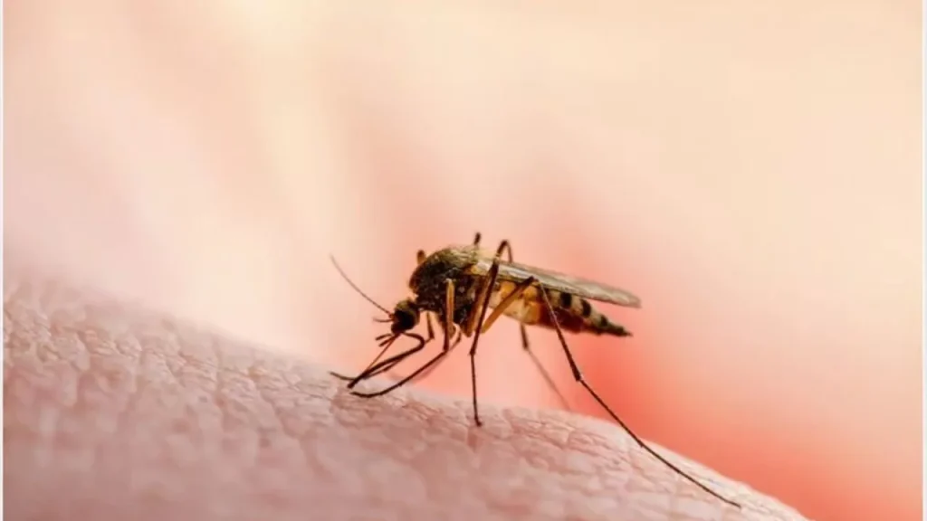El ambiente y la especie de mosquito determinan la circulación de la malaria 3 malaria 2 El ambiente y la especie de mosquito determinan la circulación de la malaria