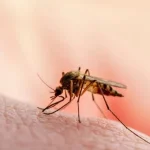malaria 2