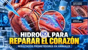 Startup argentina desarrolla hidrogel inyectable que busca reparar el corazón tras un infarto