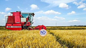 Arroz estadounidense compite con respaldo del presupuesto
