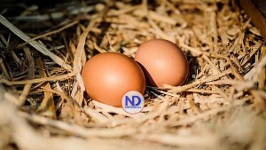 Dominicanos Consumen 320 Huevos Anuales: Pilar de la Dieta y Economía