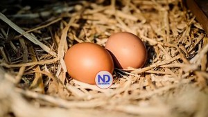 República Dominicana:320 huevos al año por persona